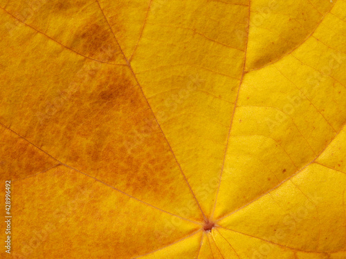 Foto close up yellow leaf texture