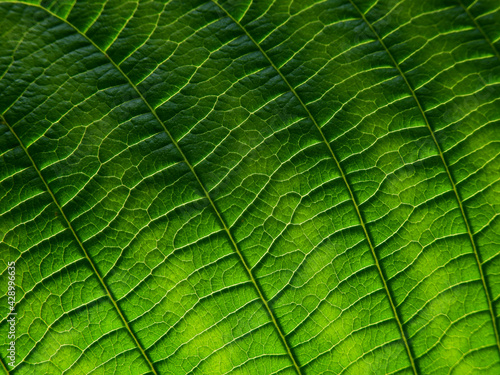 green leaves texture, natural background