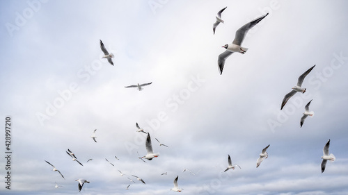 many seagulls in the sky above the sea