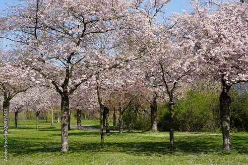 Kirschblüte bei Sonnenschein am Berliner Mauerweg in der Wollankstraße