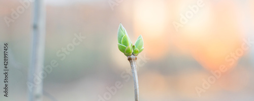 first spring buds on tree branches, close up