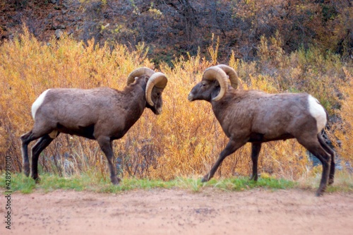 Photography bighorn rams face off during bighorn rut