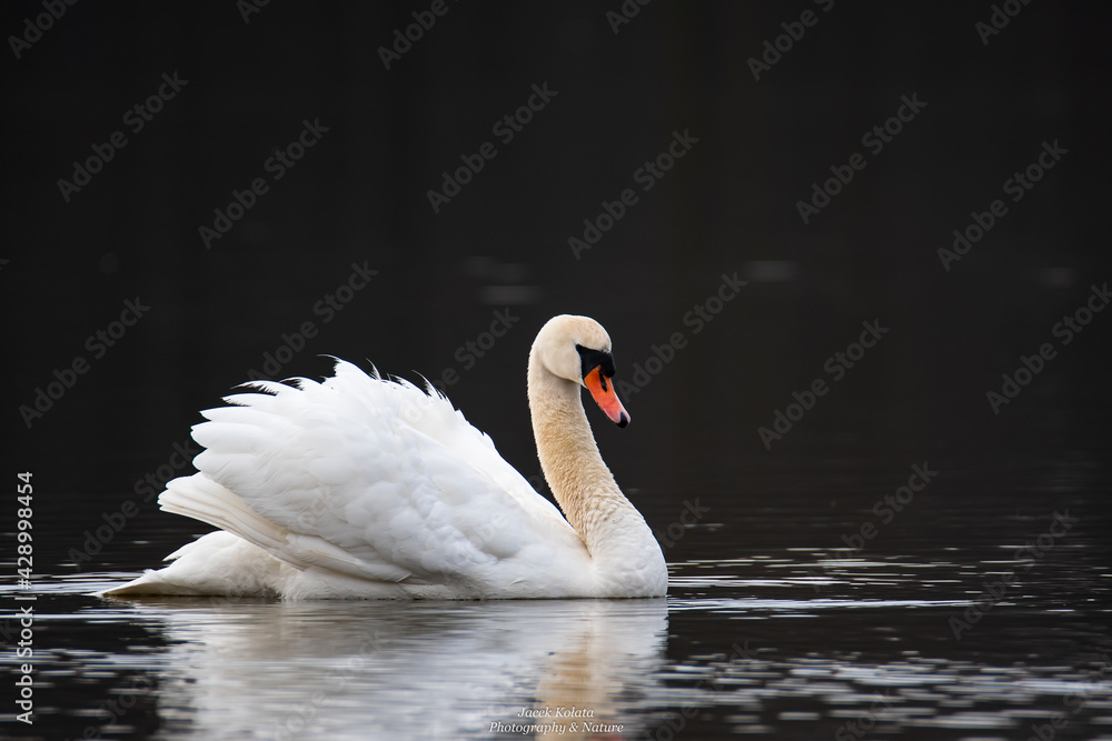 Fototapeta premium Mute Swam