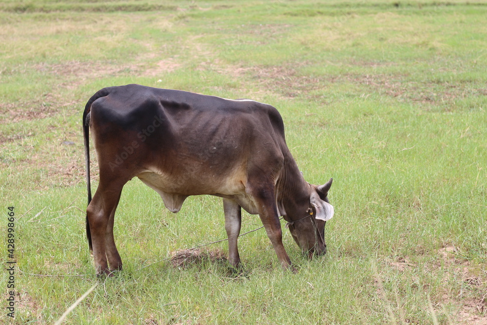 cow grazing in the field cow grazing in the field