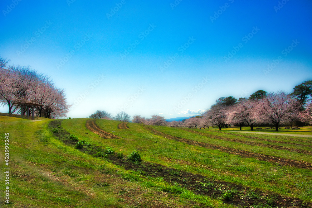花鳥風月　美しい日本の桜の風景