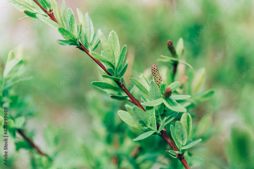 Thriving maple buds. Shallow depth of field. The first spring gentle leaves, buds and branches macro background. Selective Focus. Thriving maple buds. Shallow depth of field. The first spring gentle leaves, buds and branches macro background. Selective Focus.