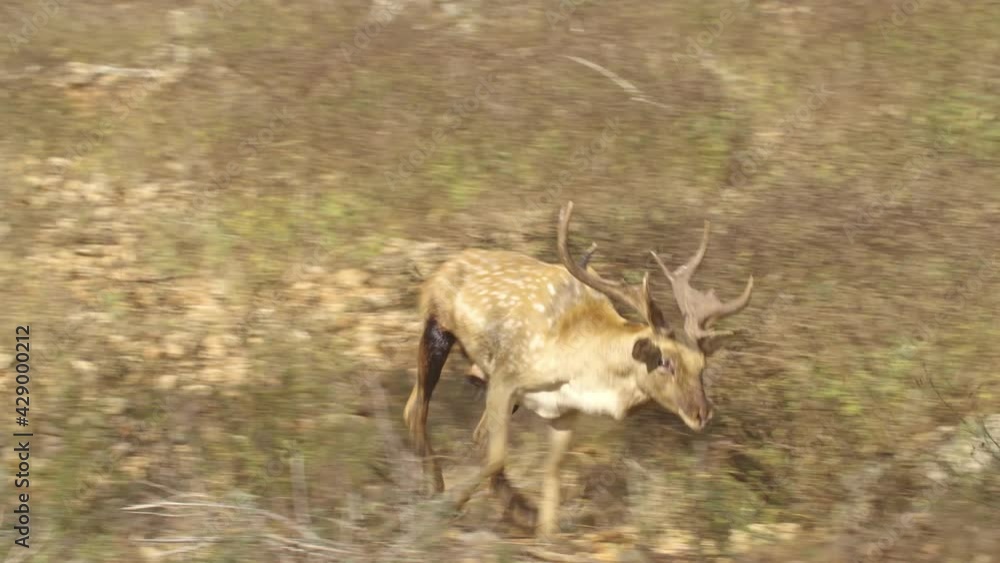 Persian fallow deer (Dama dama mesopotamica) Herd of males Persian fallow deer (Dama dama mesopotamica) Herd of males