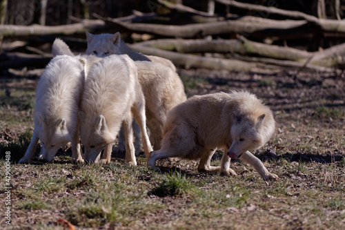 Loups blancs arctiques