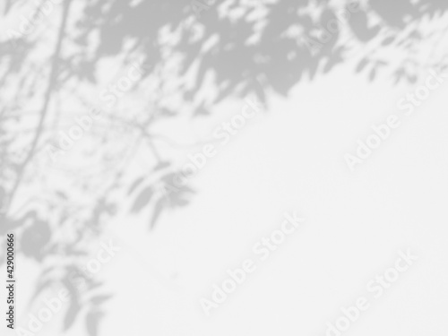 abstract shadow branch of tree with leaves on white wall background
