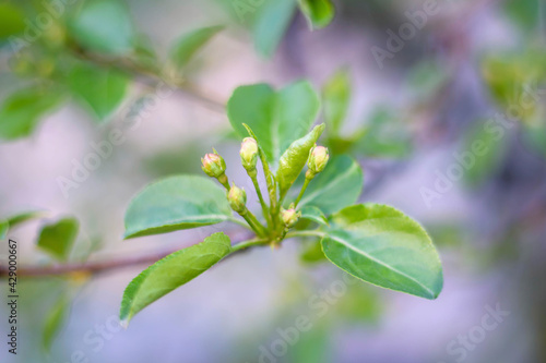 Buds on an apple tree branch. Spring in the garden. Selection focus.