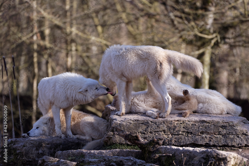 Loups blancs arctiques Loups blancs arctiques