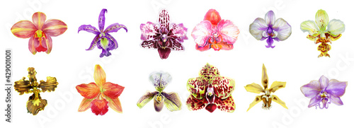 Horizontal border of orchid flowers. Botanical set. watercolor  illustration of orchid flowers, isolated on a white background. For printing and decoration of wedding cards, invitations, design.