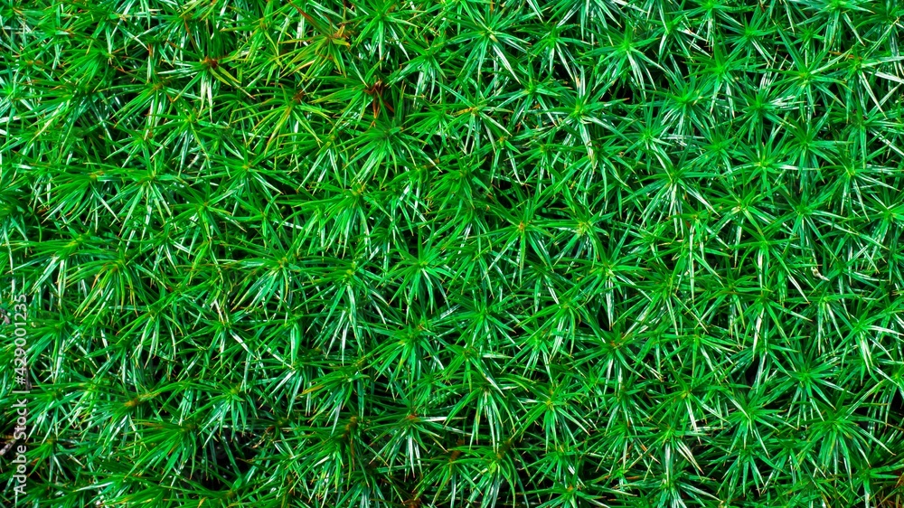 macro photo of green moss on spring texture macro photo of green moss on spring texture