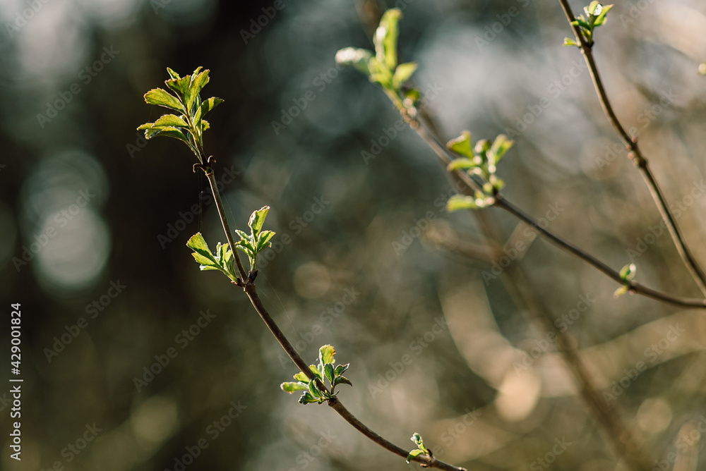 young green leaves on trees. Close-ups, spring young green leaves on trees. Close-ups, spring