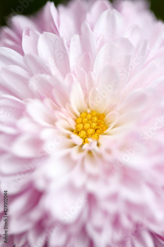 Blumen mit ihren zarten Bl  ten im Fr  hling.