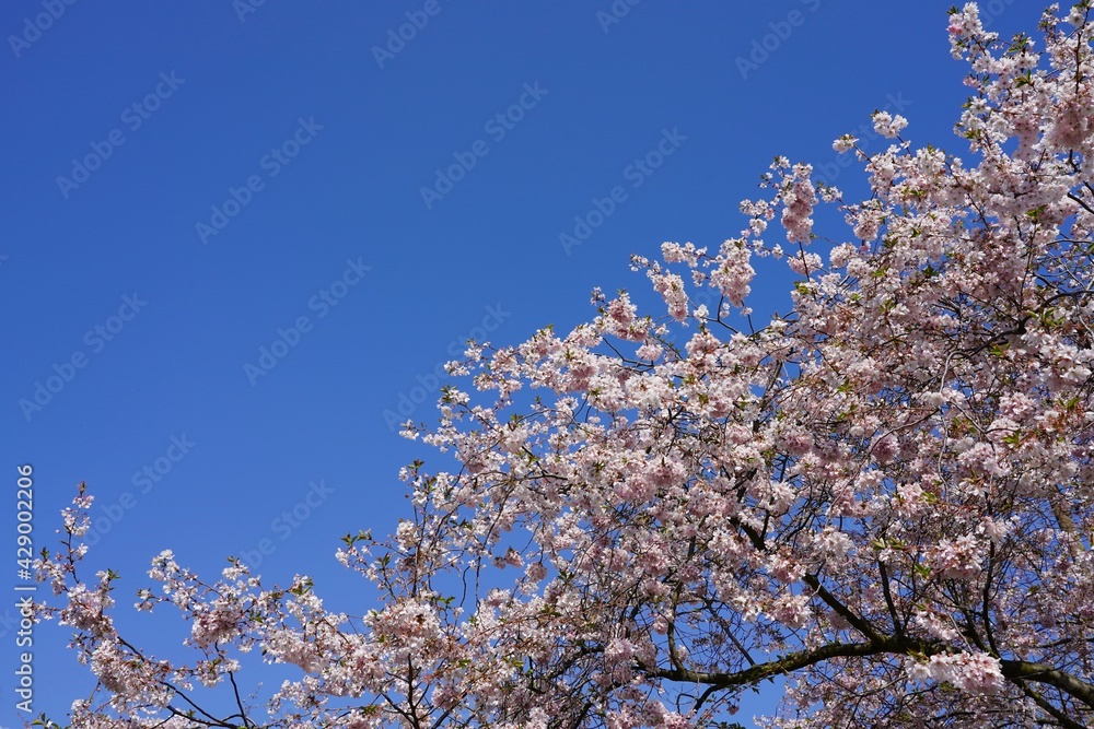 Teilaufnahme rosa blühender japanischer Kirschbaum bei Sonennschein, blauem Himmel und freier Fläche