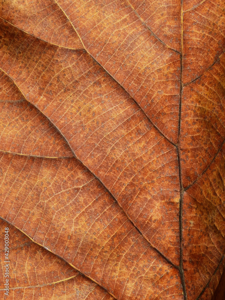 Obraz premium dry brown teak leaves texture