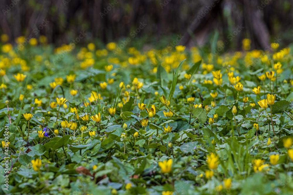 Obraz premium Żółta łąka wiosną 