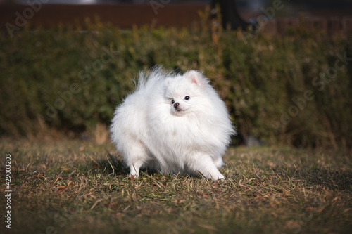 white pomeranian spitz dog running in the grass © Кристина Чижмар