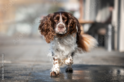 Obraz na płótnie english springer spaniel