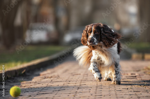 Quadro su tela english springer spaniel dog in the park