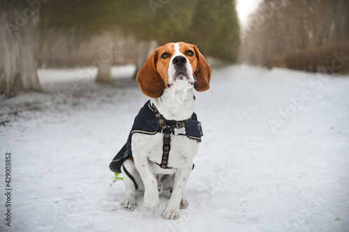 Fototapeta Naklejka Na Ścianę i Meble -  beagle in snow