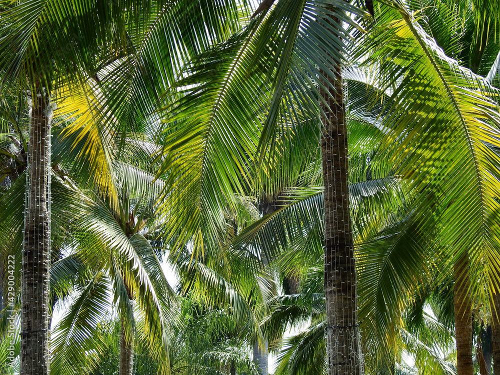 coconut tree in the park coconut tree in the park