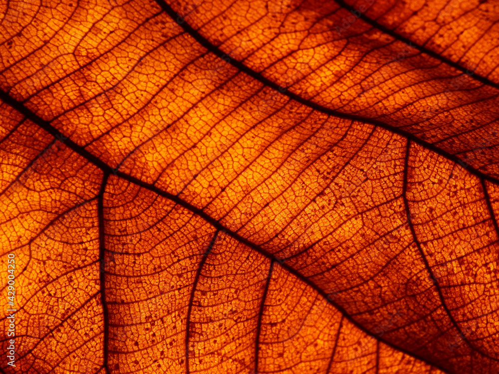 Obraz premium close up autumn brown teak leaf texture