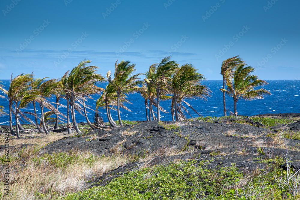 Duża Wyspa, Hawaje - obrazy, fototapety, plakaty 