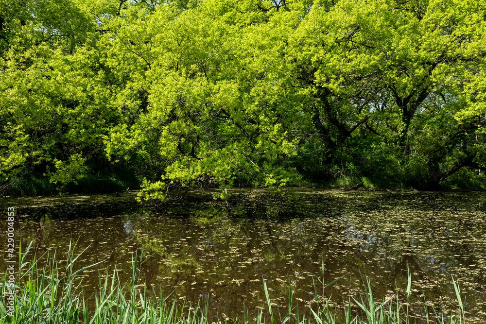 池と新緑の木々　4月