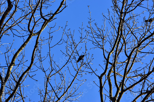 Scenic view of a small black bird perched on a tree against clear blue sky background photo