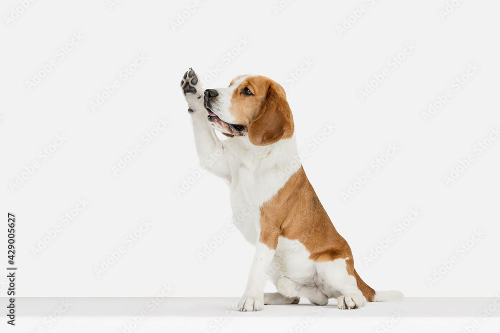 Small funny dog Beagle posing isolated over white studio background.