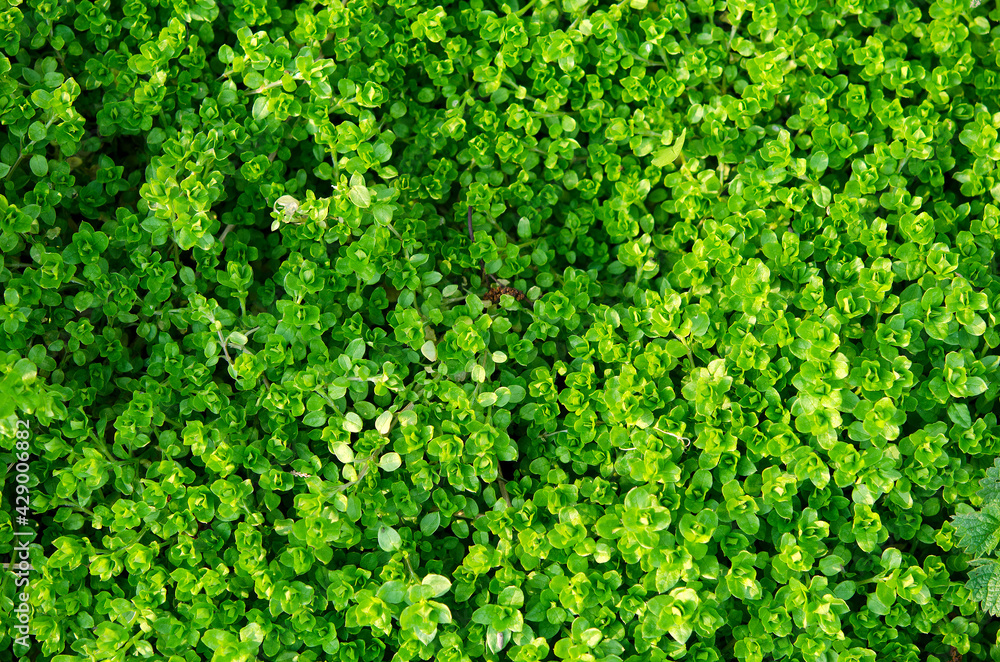 green grass leaves natural background