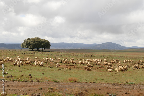 A flock of sheep on barren country with sparse trees and mountains in the background near Midelt, Morocco, Africa
