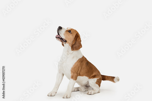 Small funny dog Beagle posing isolated over white studio background.