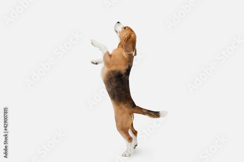 Small funny dog Beagle posing isolated over white studio background.