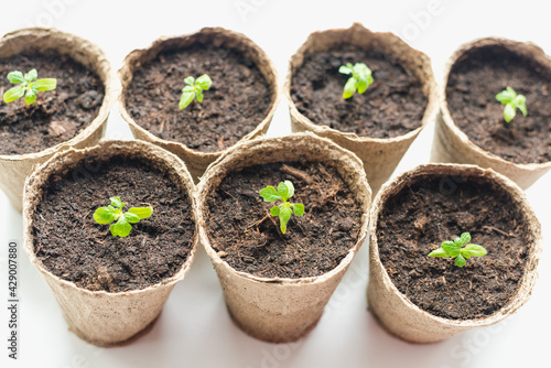 seedlings in peat pots, tomato sprouts 