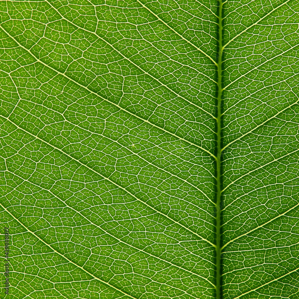 close up green leaf of golden shower ( Cassia fistula L.) close up green leaf of golden shower ( Cassia fistula L.)