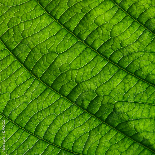 green leaf texture, close up view shot