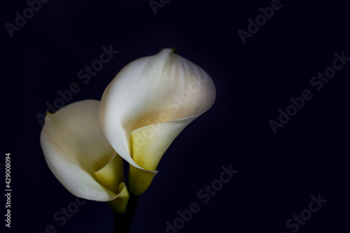 Minimalistic studio shot of calla lily inflorescence on isolated background with a lot of copy space for text. Universal multi occasional flowers for both celebration and grief. Flat lay, top view.