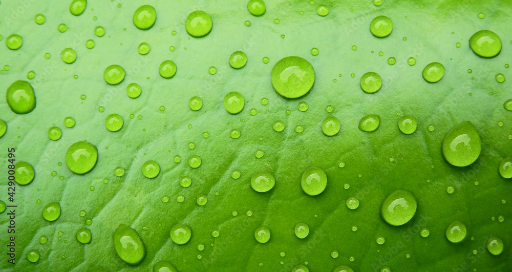 close up water drop on green lotus leaf texture after rain
