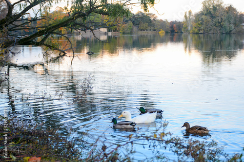 Lyon, France - October 25, 2020: Big pond with different birds in the park of the Golden Head (Le Parc de la Tete d'Or)