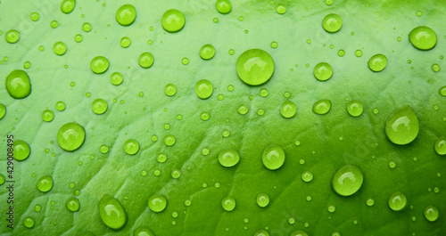 close up water drop on green lotus leaf texture after rain