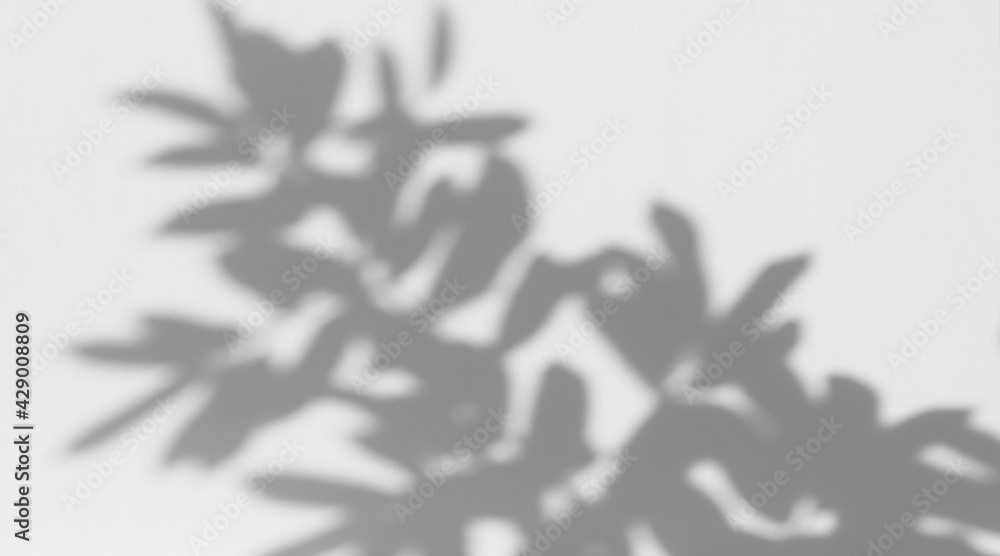 abstract shadow of leaf on white background abstract shadow of leaf on white background