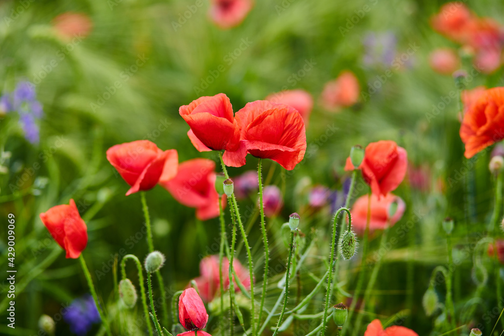 Red poppies in full blossom grow on the field. Blurred background