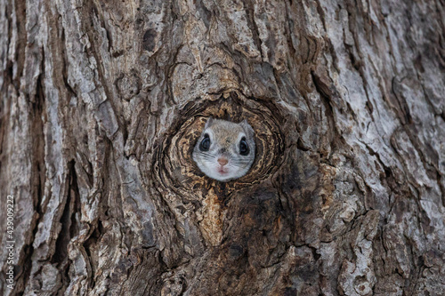 hello from the nest hole