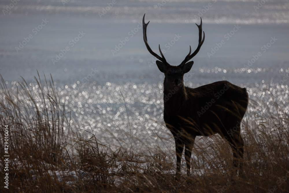 deer in the wild