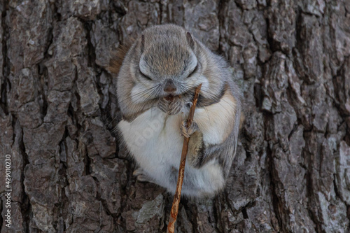 sleeping flying squirrel