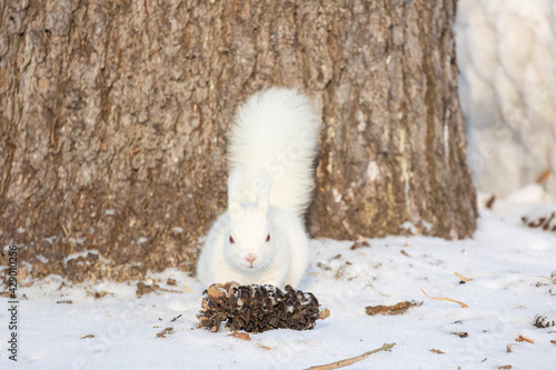 white squirrel in the snow