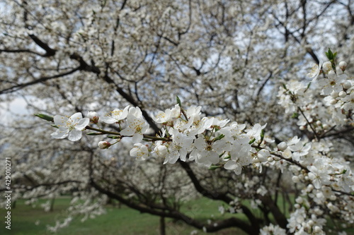 Prunus cerasifera in full bloom in April